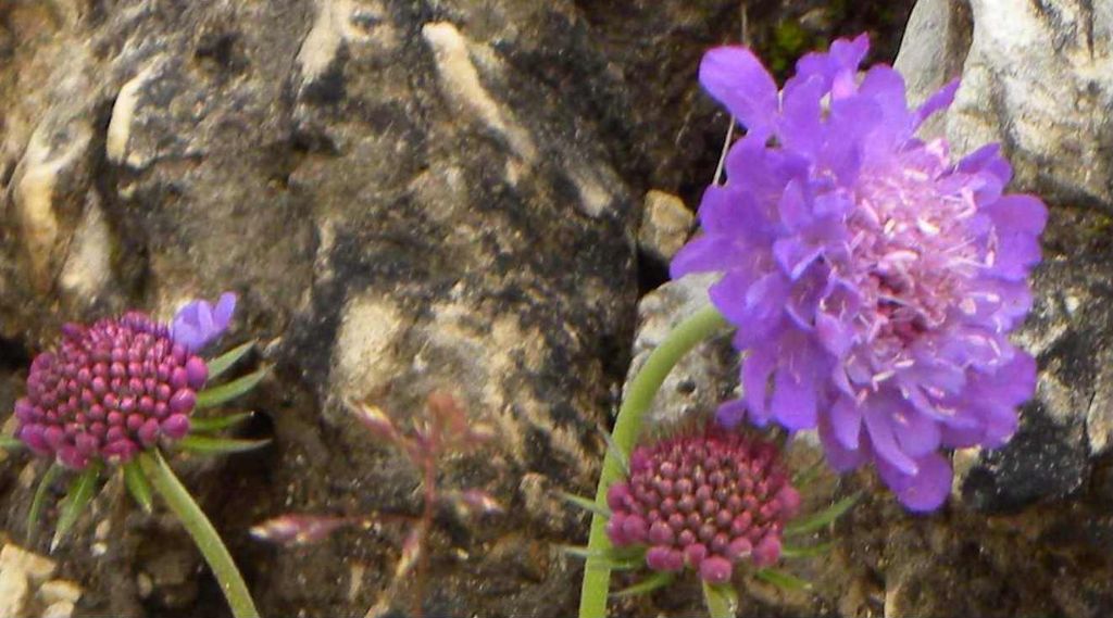 Scabiosa lucida